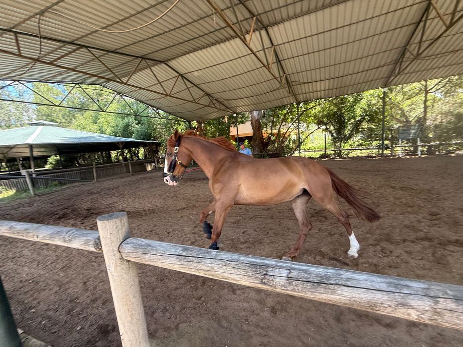 Égua de saltos 1,0 m
