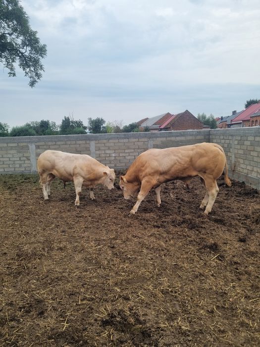 Bydło Blonde d'aquitaine