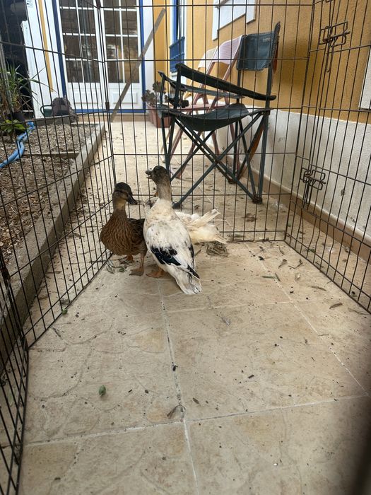 Pato mignon disponiveis