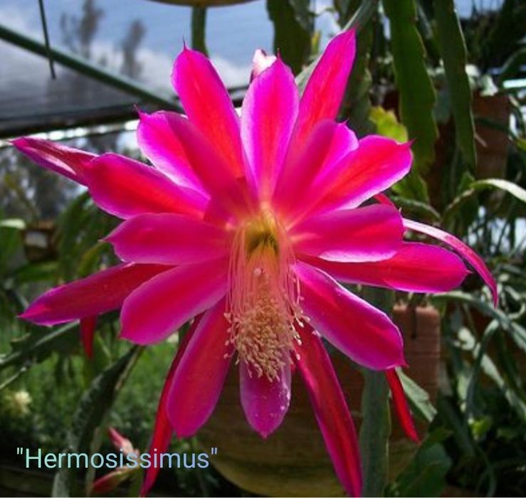 Набор сортовых эпифиллумов, срез листа