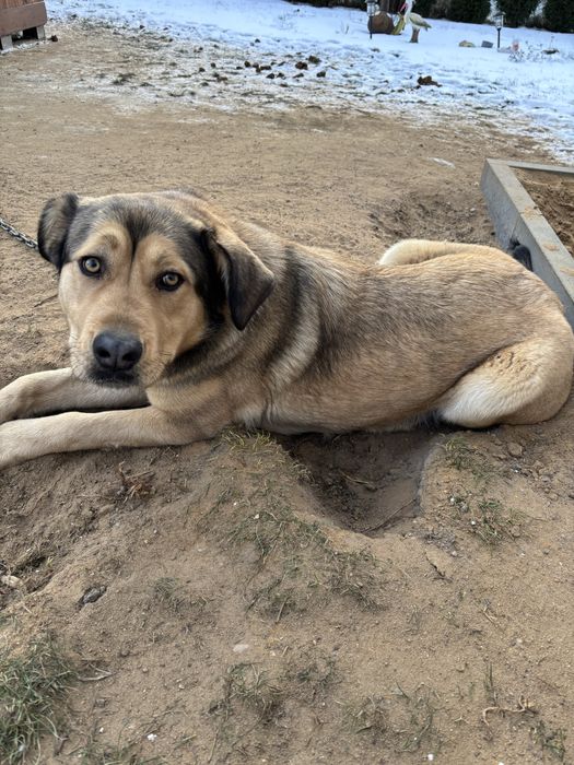 Suczka szuka nowego domu