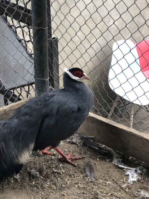 Сині Вухаті фазани