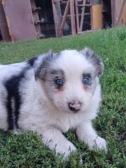 Border Collie piesek blue merle