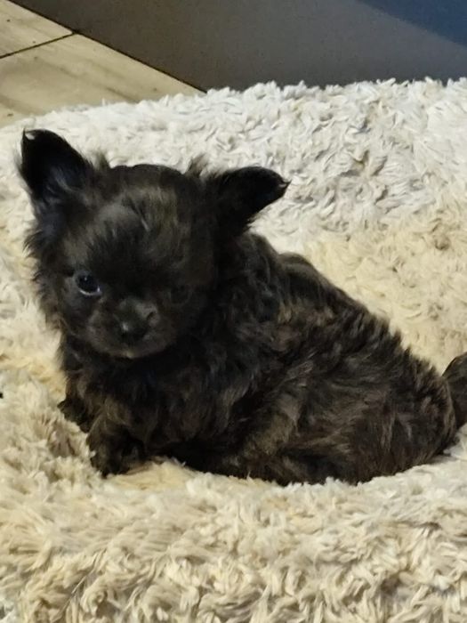 Chihuahua czarny długowłosy