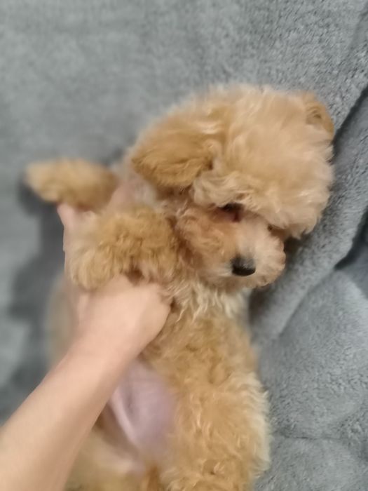 Хлопчик,міні- МальтіпуF1