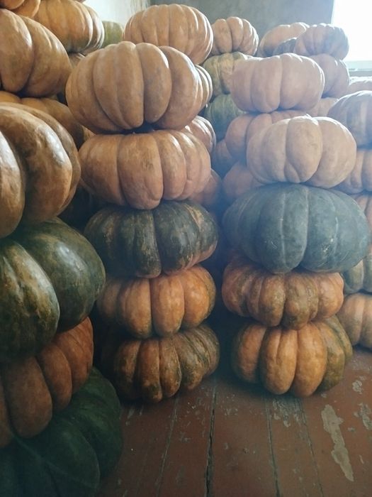 Продаю кабак (тыква)