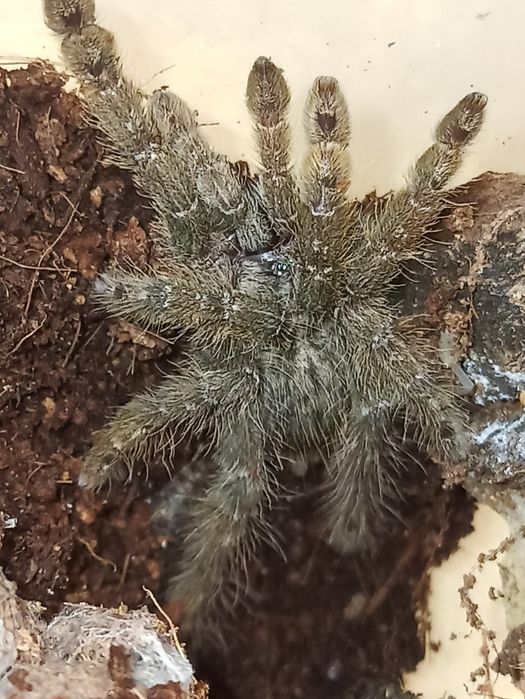 Heterosckdra maculata L5