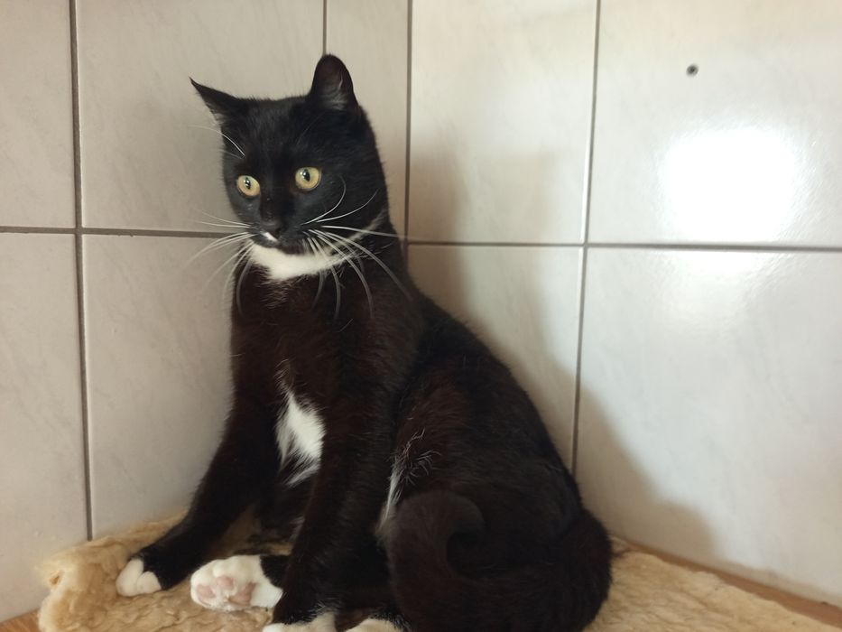 Młody kocurek, o cudownym, proludzkim charakterze czeka na dom