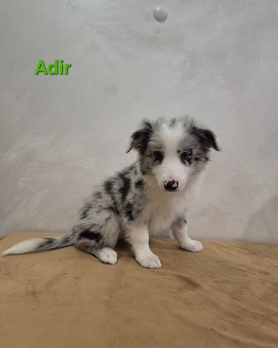 Piesek Border Collie Blue Merle