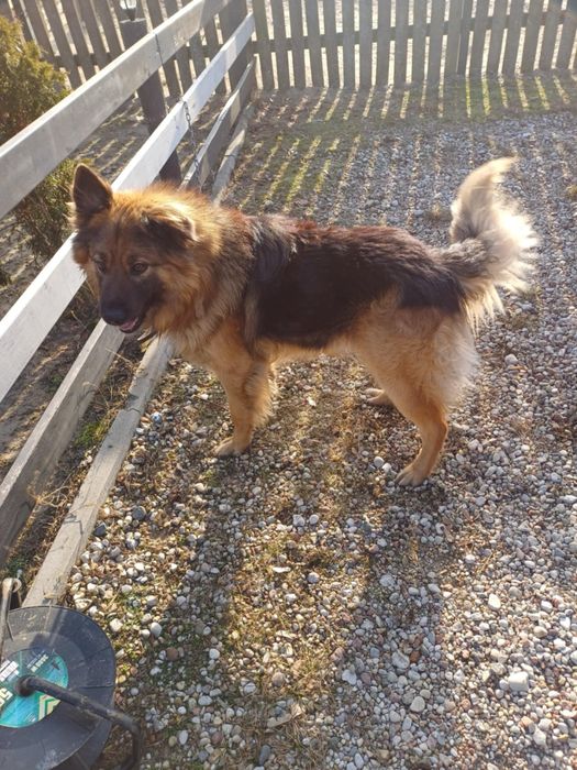 Szukamy nowego domu dla psow