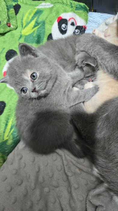 Kot Brytyjski Krótkowłosy Niebieski