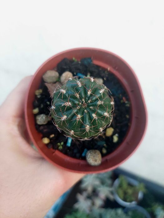 Suculentas 1€ cada