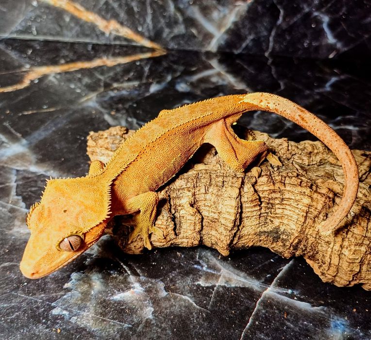 Gekon orzęsiony samica