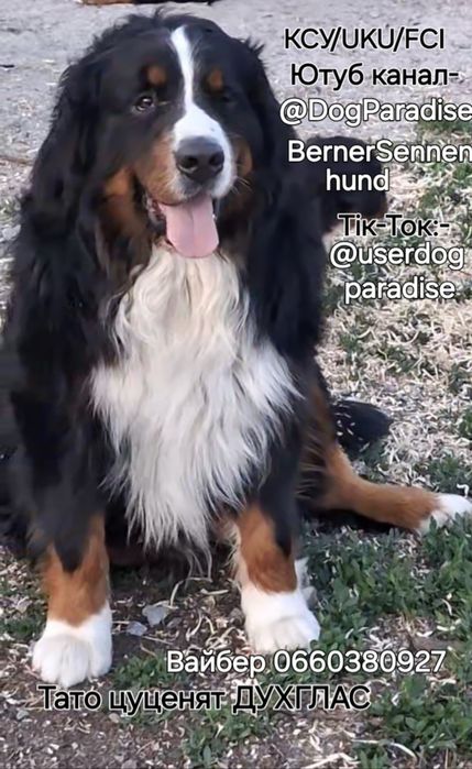 Бернські Зенненхунди[BERNER SENNENHUND]