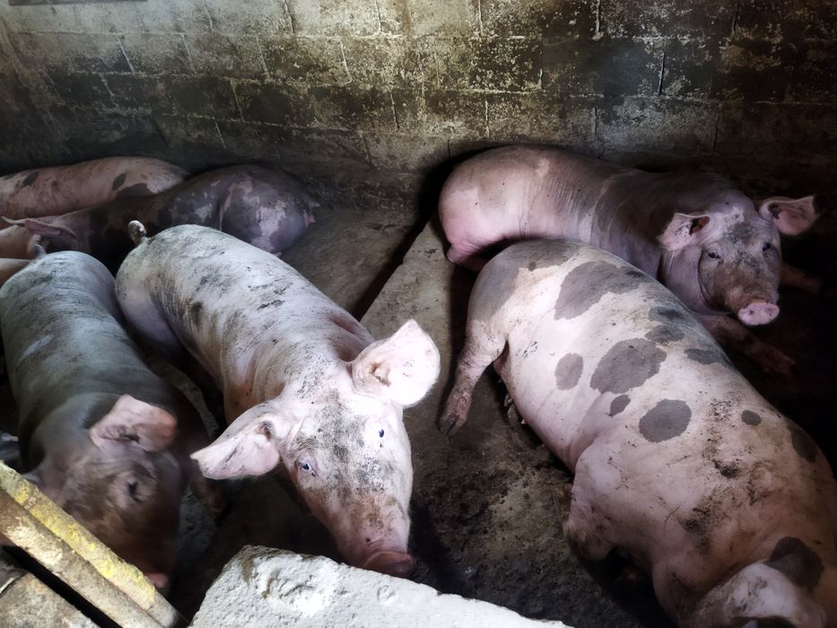 Продам свиней живою вагою