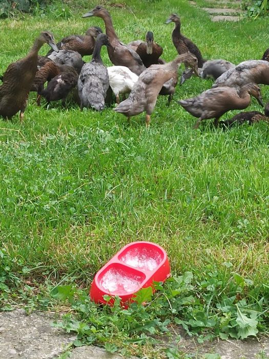 Kaczki biegusy indyjskie młode