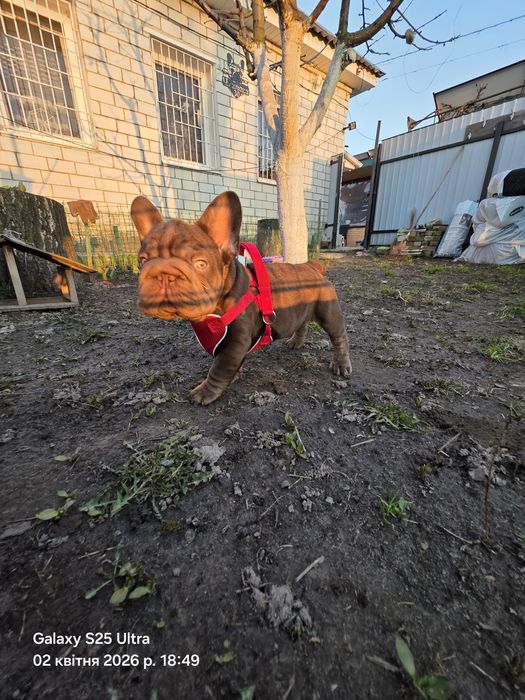 Красунчик хлопчик