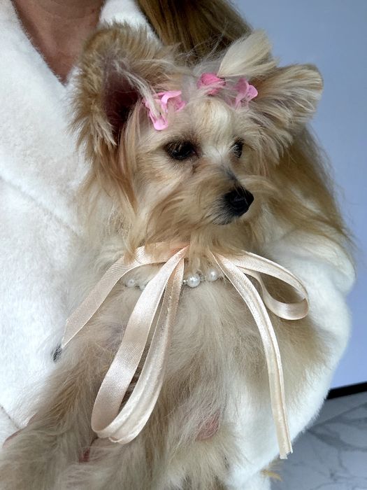 Помапу — Це не просто цуценята  це любов у формі собаки