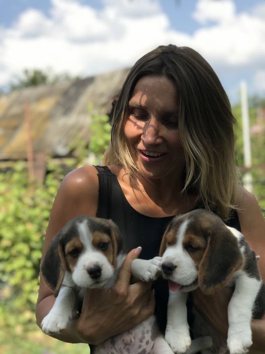 Бігль шукає наречену