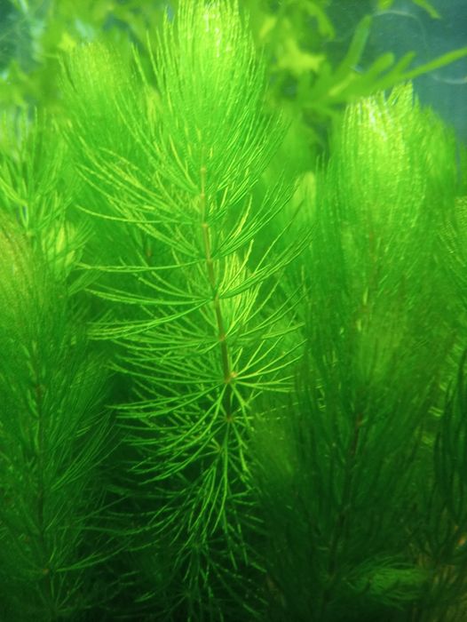 Rogatek- roślinka akwariowa