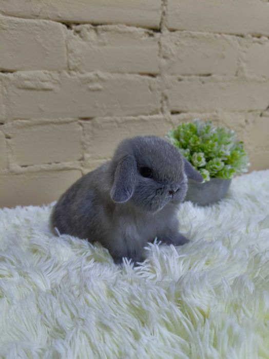 Piękne króliczki Mini Lop.