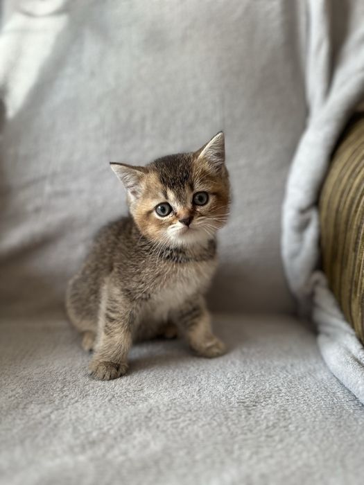 Шотландські кошенята