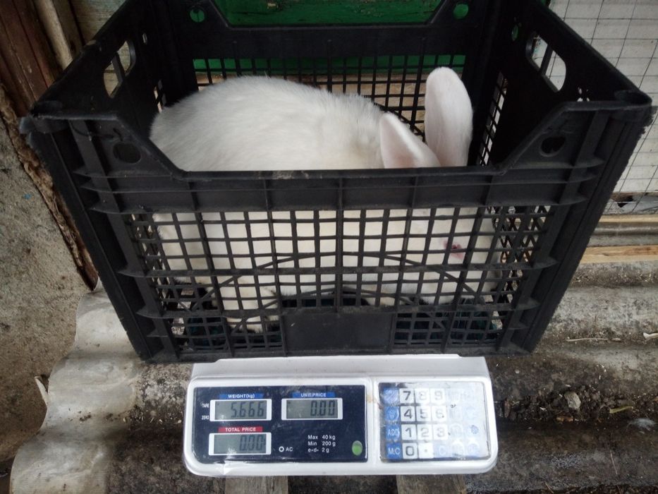 Кролі,кроленята, кролиці