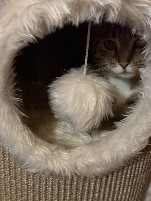 Oddam kotke 6 miessircy. urodzona 15.06