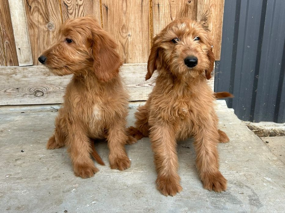 Sprzedam Suczkę Goldendoodle