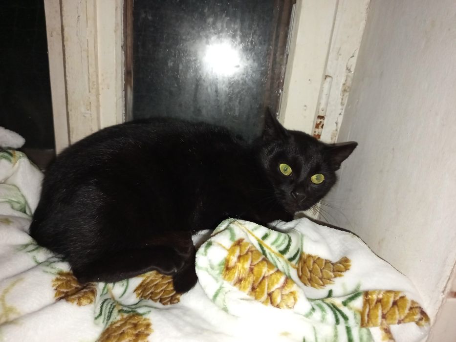 Kotka Dracula do adopcji