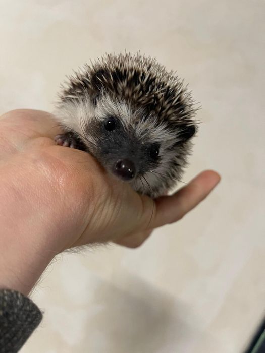 Urocze, Młode Jeżyki Pigmejskie z Domowej Hodowli