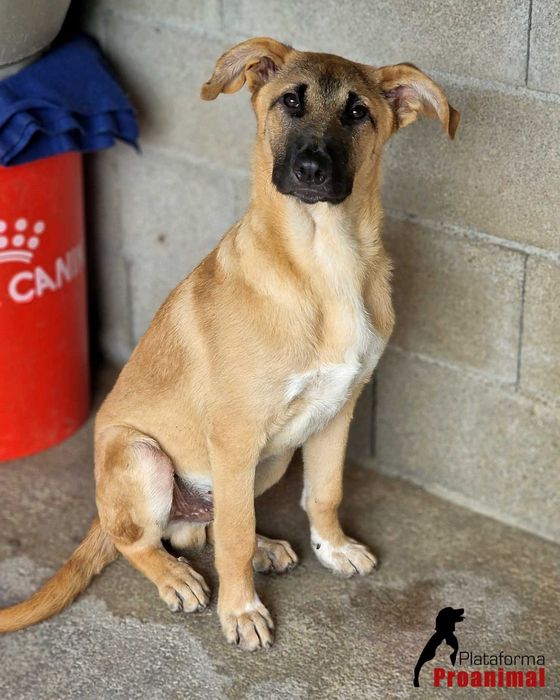 TED - Cãozinho hiper meigo para adoção