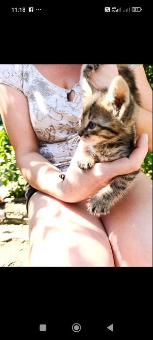 Кошеня 1.6 місяця