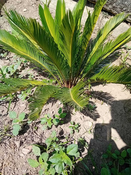 Cycas em vaso.      .