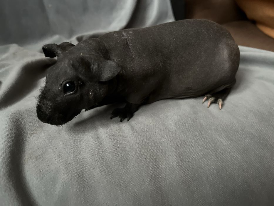 Świnki Skinny - dziewczynki, wysyłam