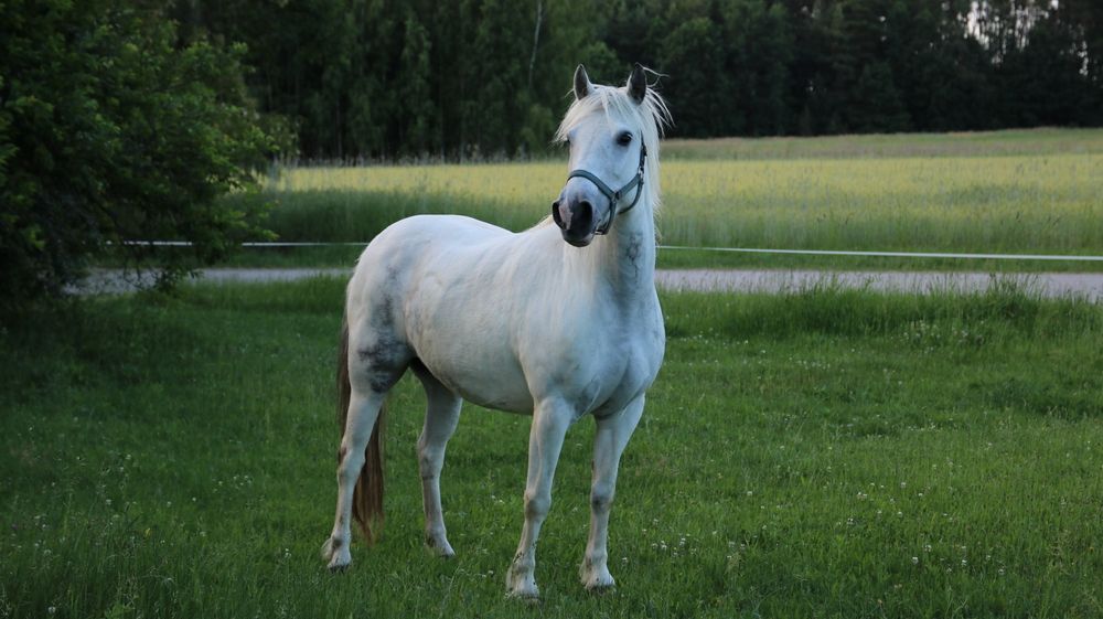 Sprzedam piękną klacz
