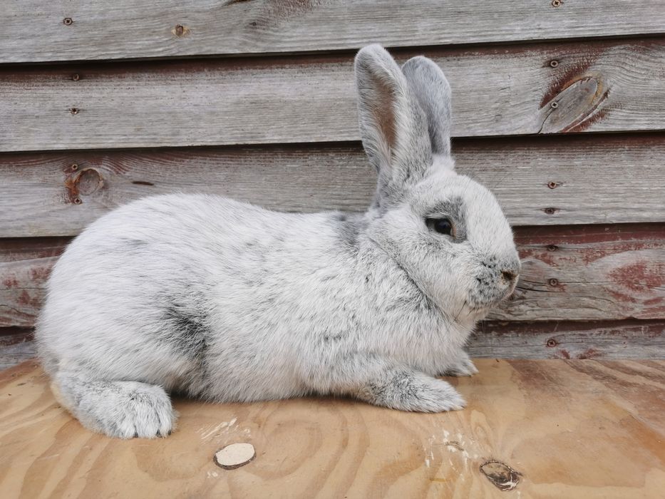 Wjs Wielki Jasnosrebrzysty