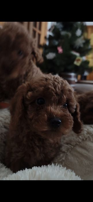 Пулель ,Той-пудель ксу . Мини мальчики и девочки ксу