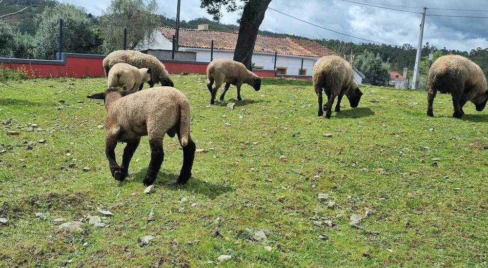 Borregos e Borregas 3 e 4 meses (Suffolk)