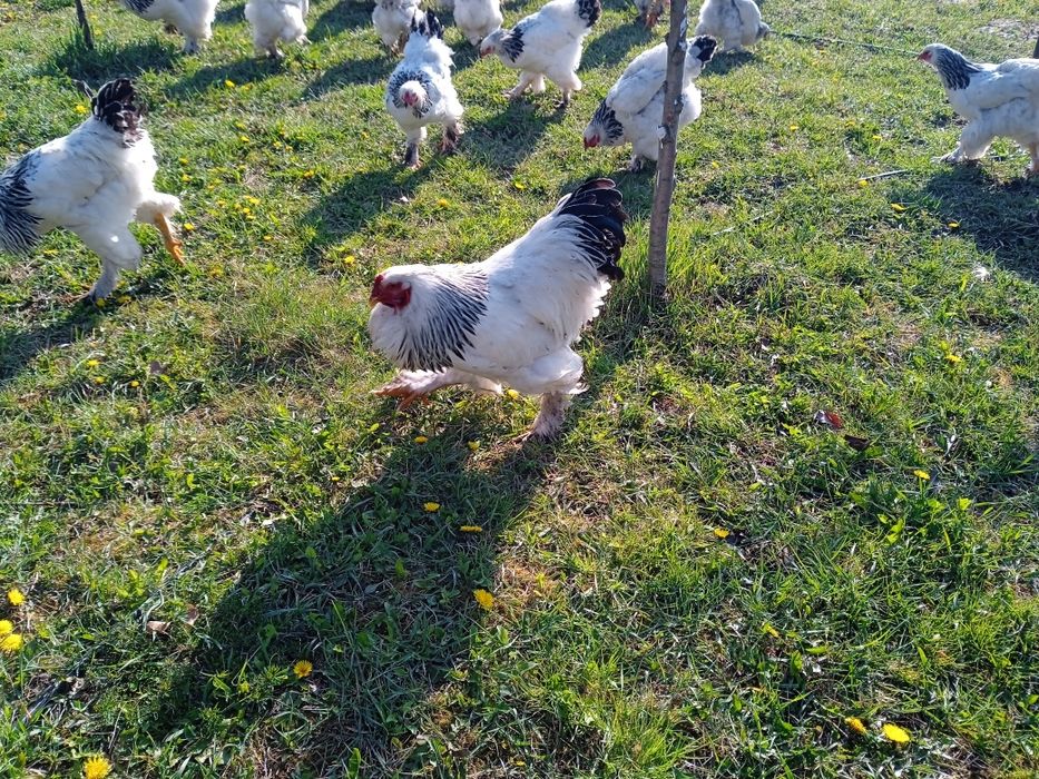 Продам інкубаційні яйця