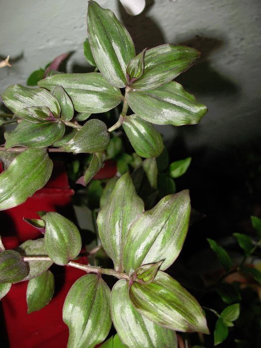 бегония вечноцветущая