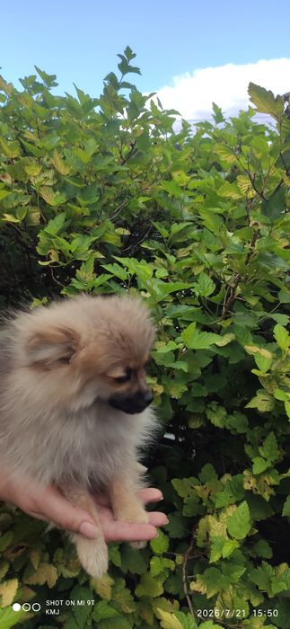 Pomeranian, Szpic miniaturowy.