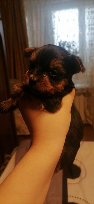 Цуценята йоркширського тер'єра 05.12.25р.