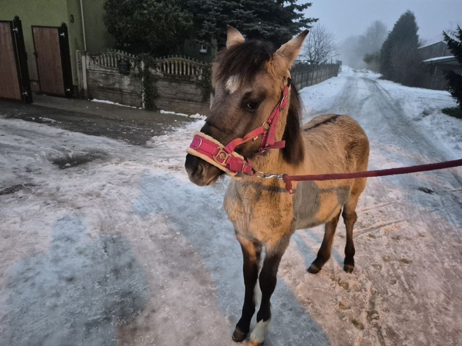 Ogierek Konik Polski