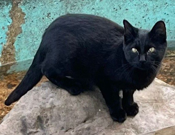 Gato preto para adoção responsável com 6 meses