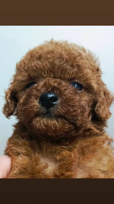 Неймовірно гарні малюки той пуделя.