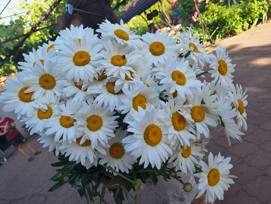 Ромашка великоквіткова, на зріз