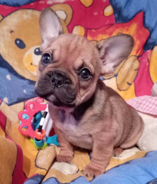 Buldog  francuski szceniaki