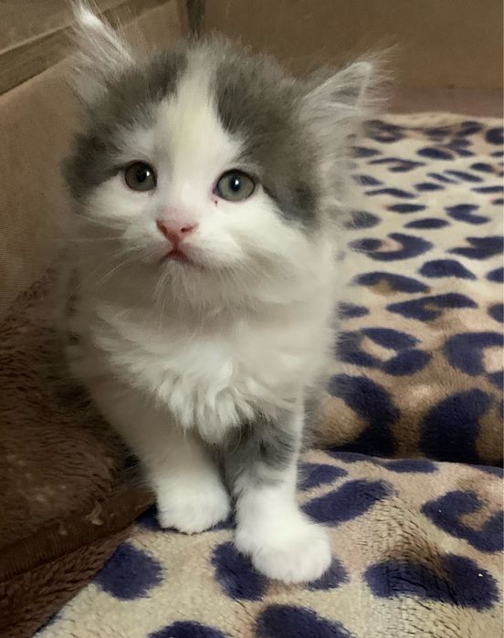 Віддам  котенят, вік 2  місяці