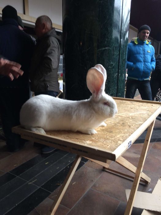 Кролики (різні породи)